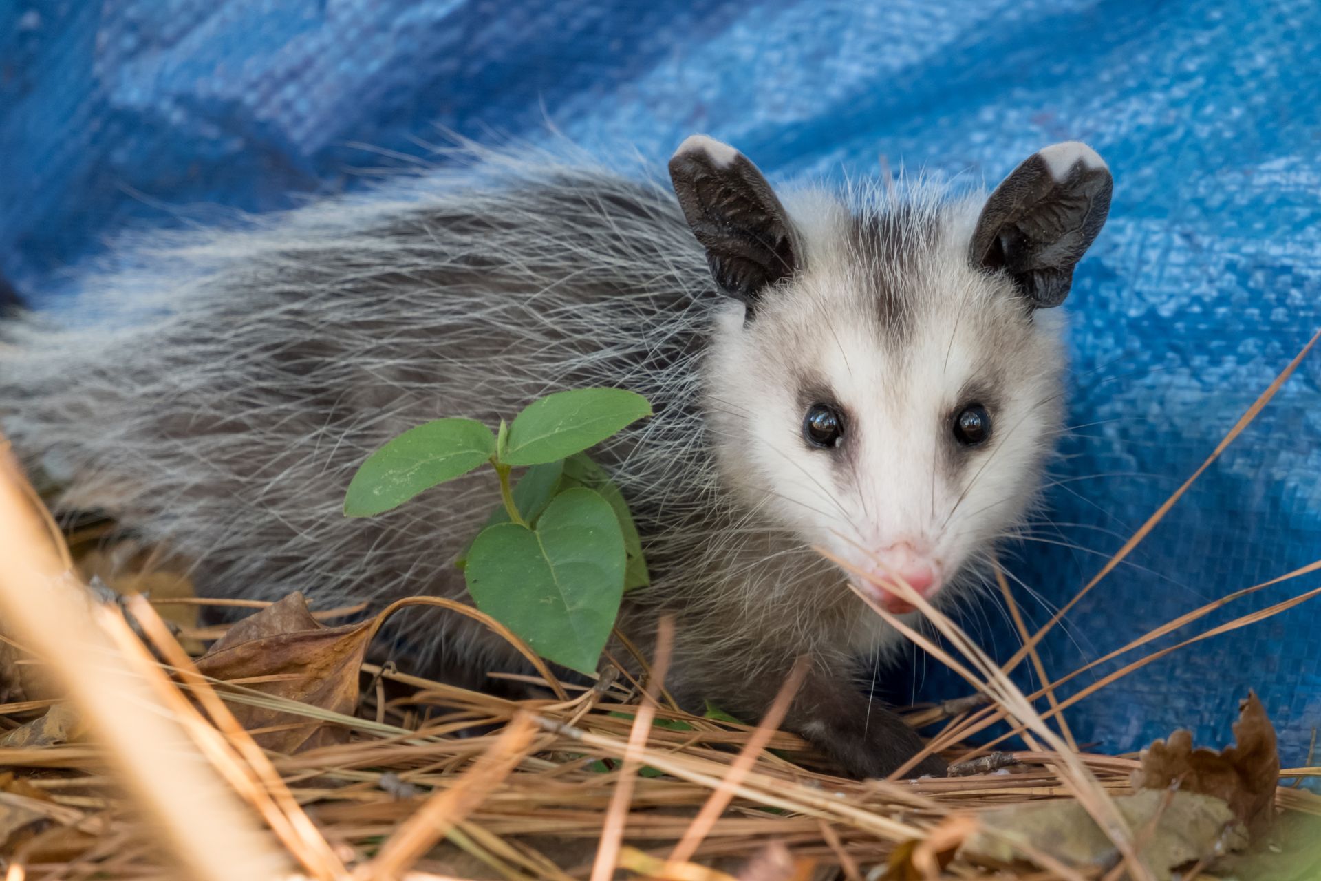 Opossum in yard