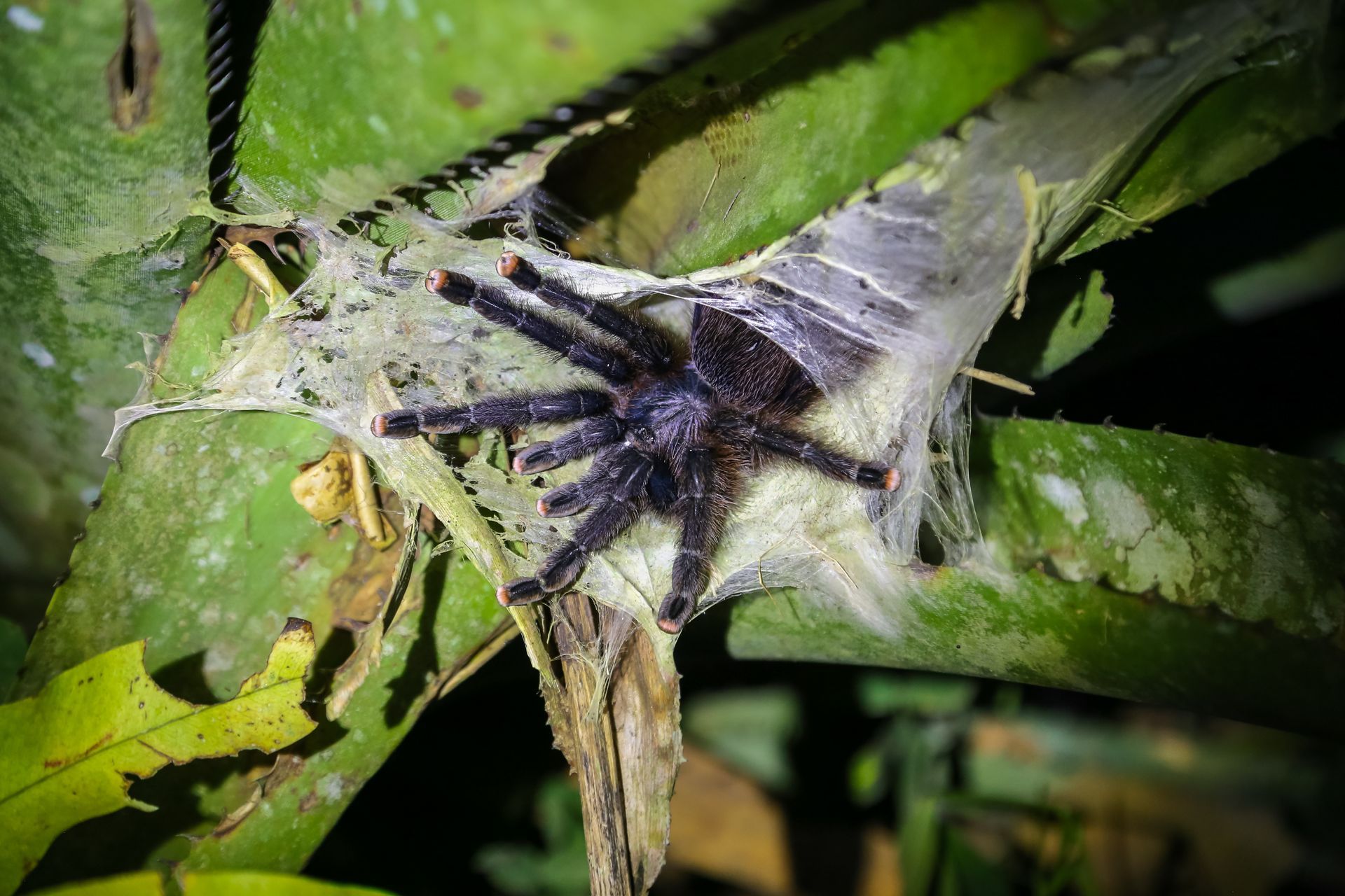 A spider is sitting on a leaf in a web.