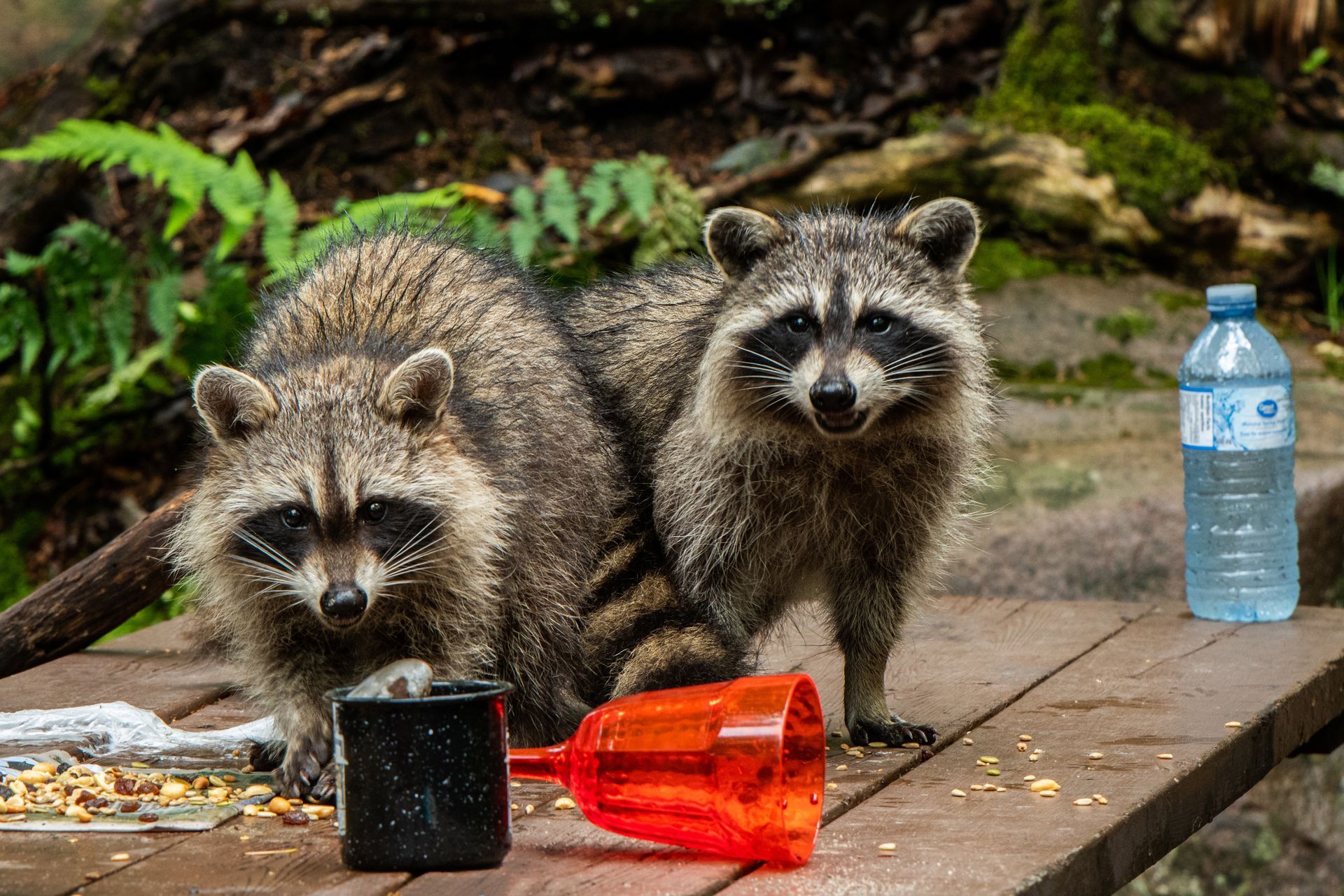 Two racoons on wooden picnic table eating scraps Killarney Prov. Park Ontario Canada