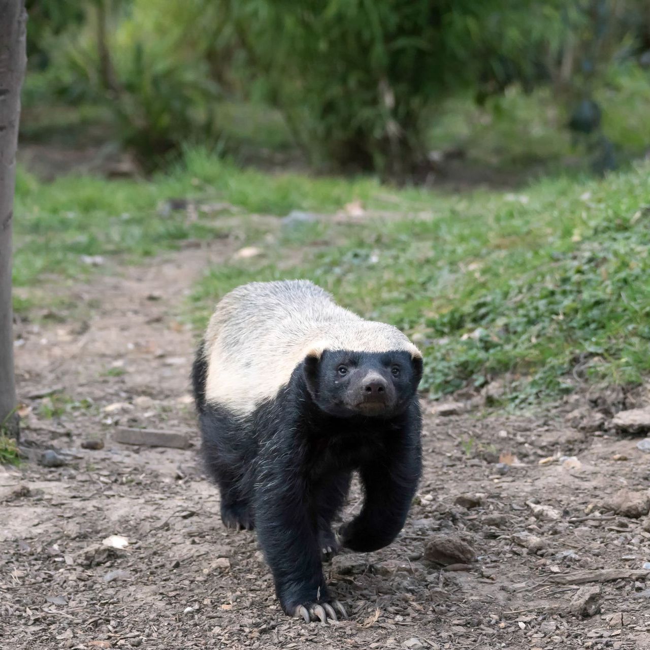 Honey Badger