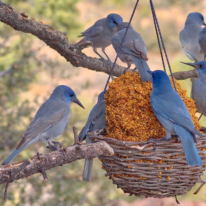 Pinyon Jay