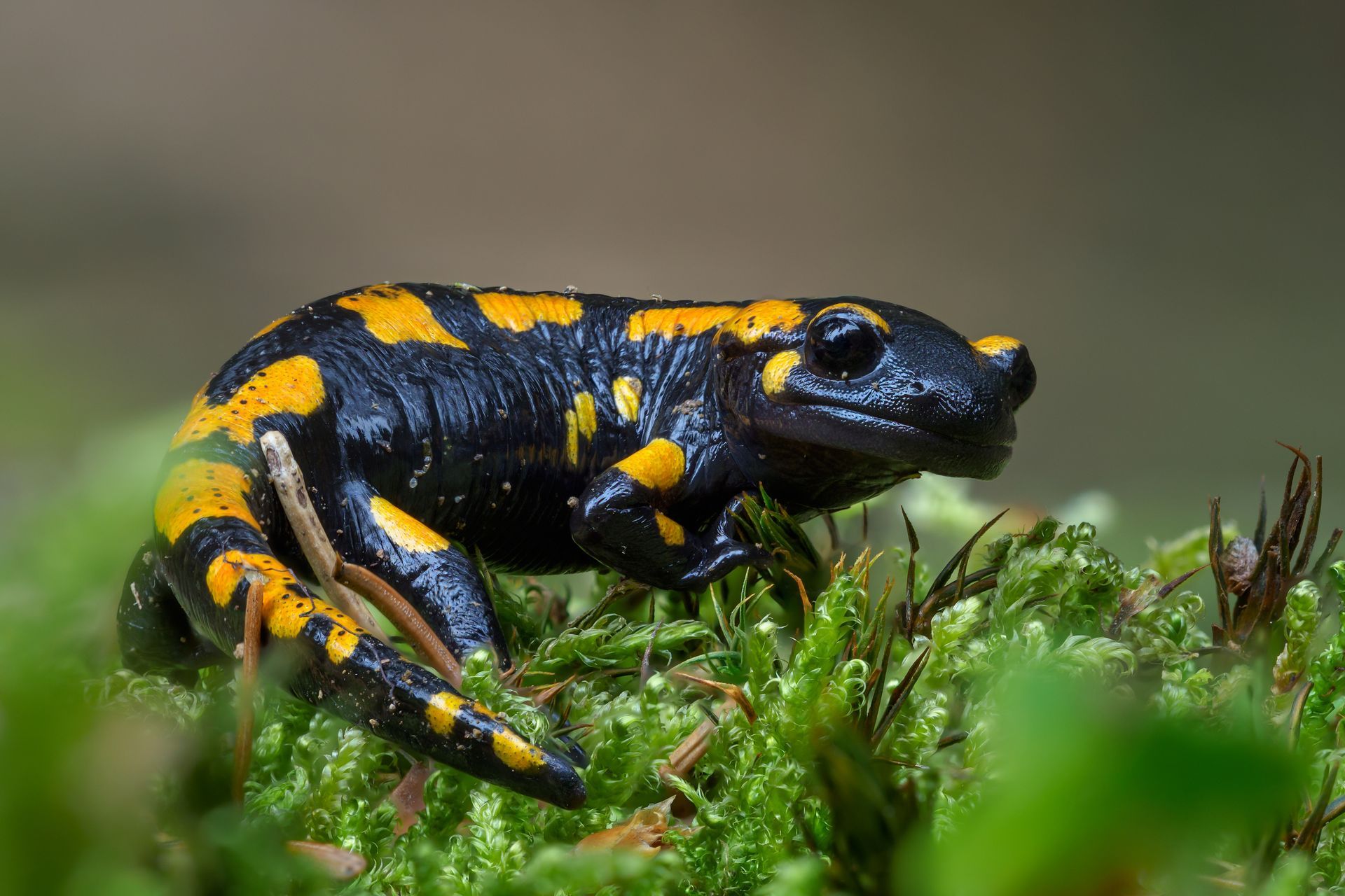 A black and yellow salamander is sitting on a mossy surface.