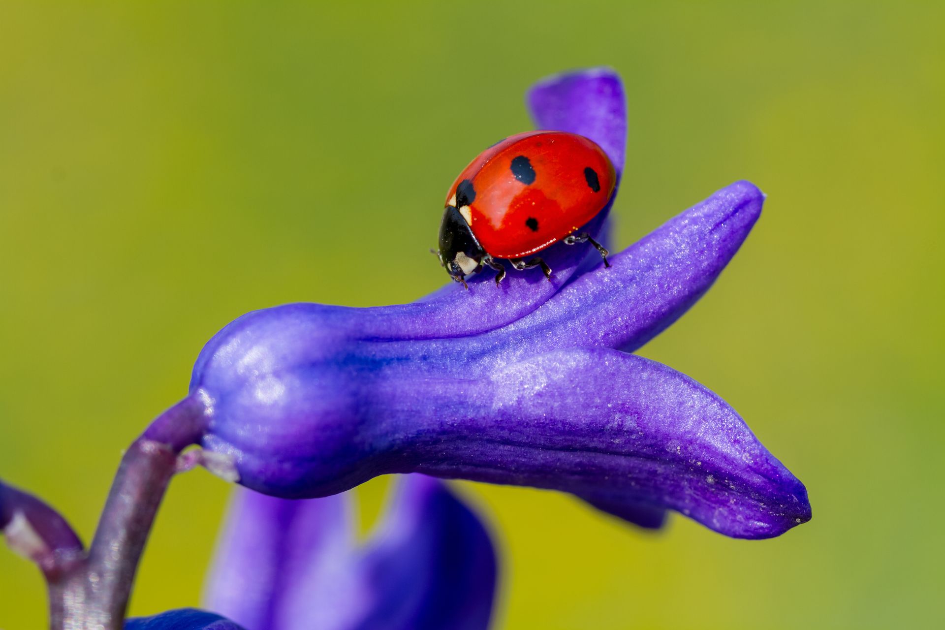 A ladybug is sitting on a purple flower.