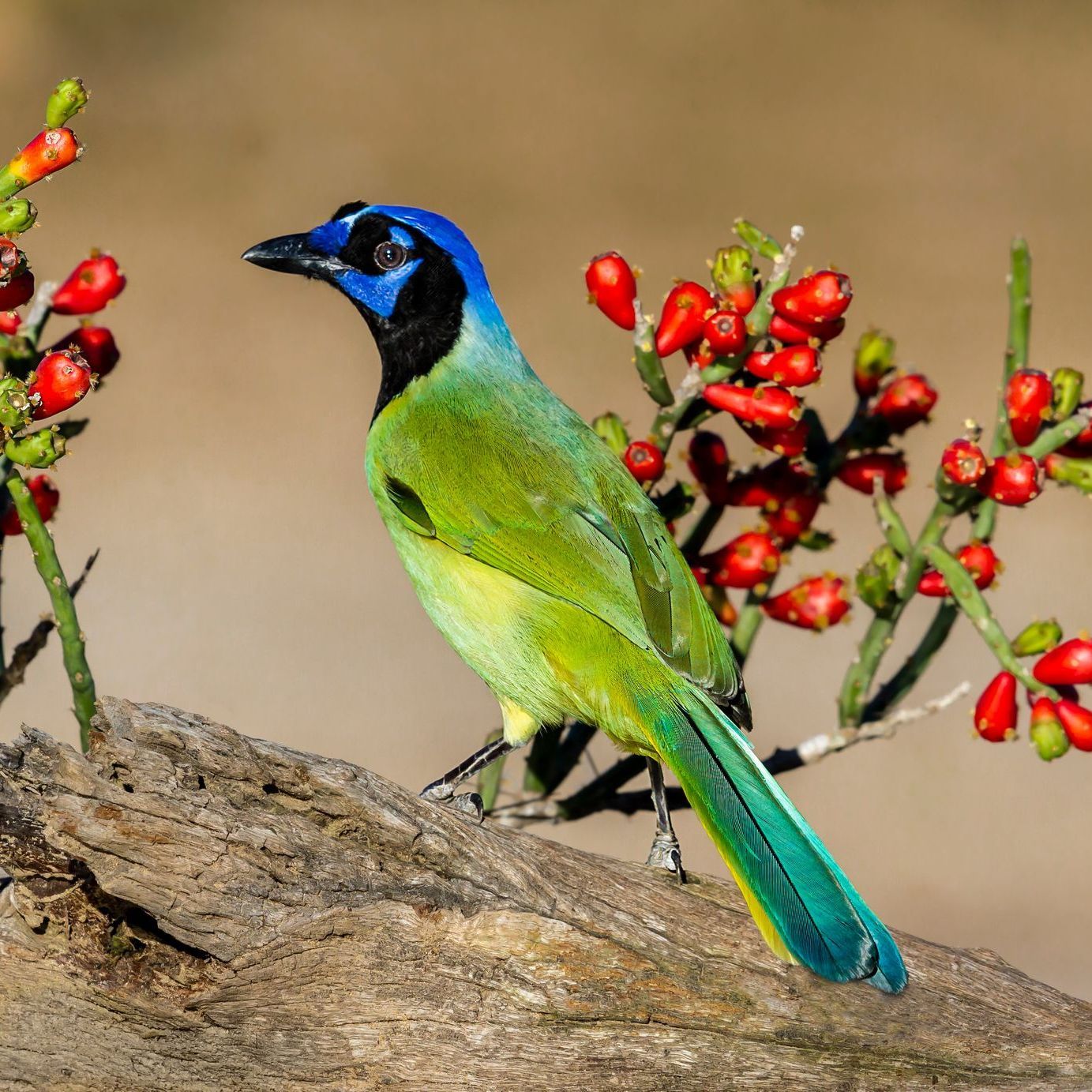 Green Jay