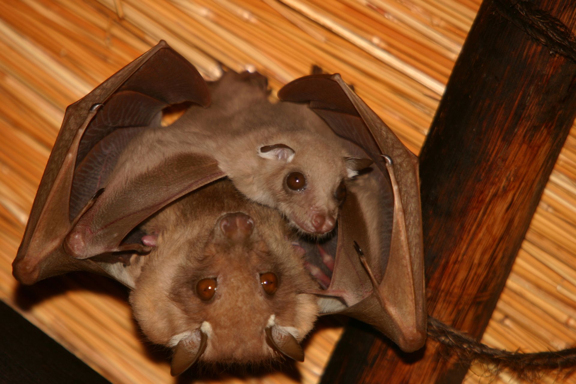 Two bats are hanging upside down on a wooden pole.