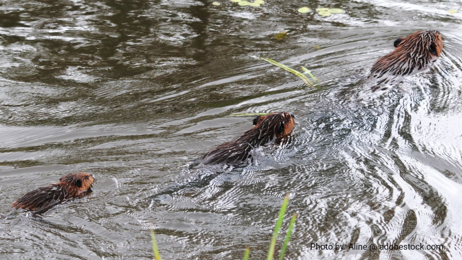 Three brown beavers swimming in a murky body of water.