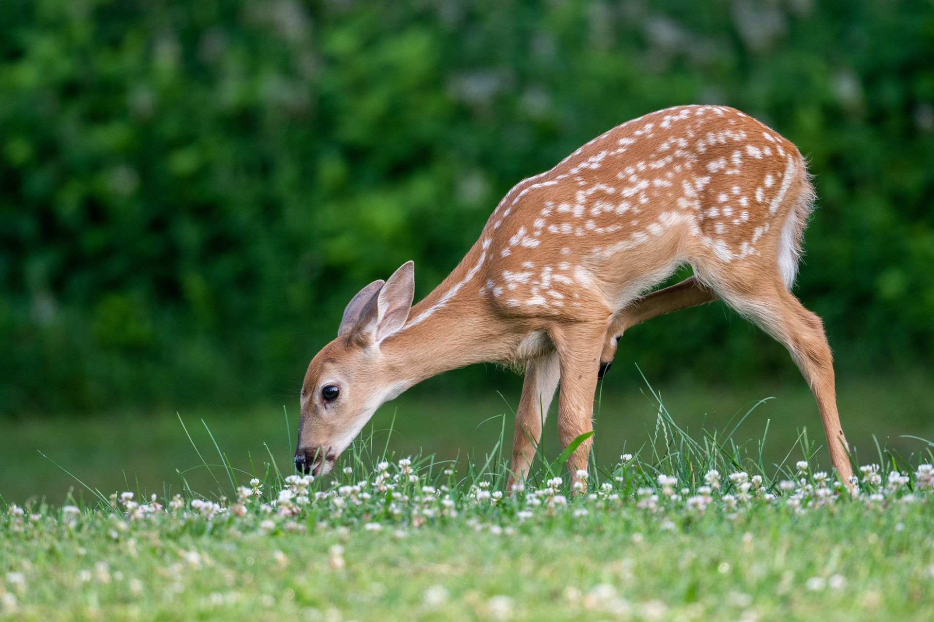 A baby deer is laying in the grass and looking at the camera.