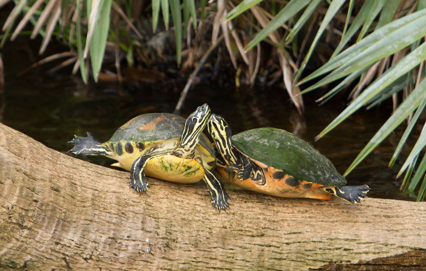 Two turtles are sitting on a log in the water.