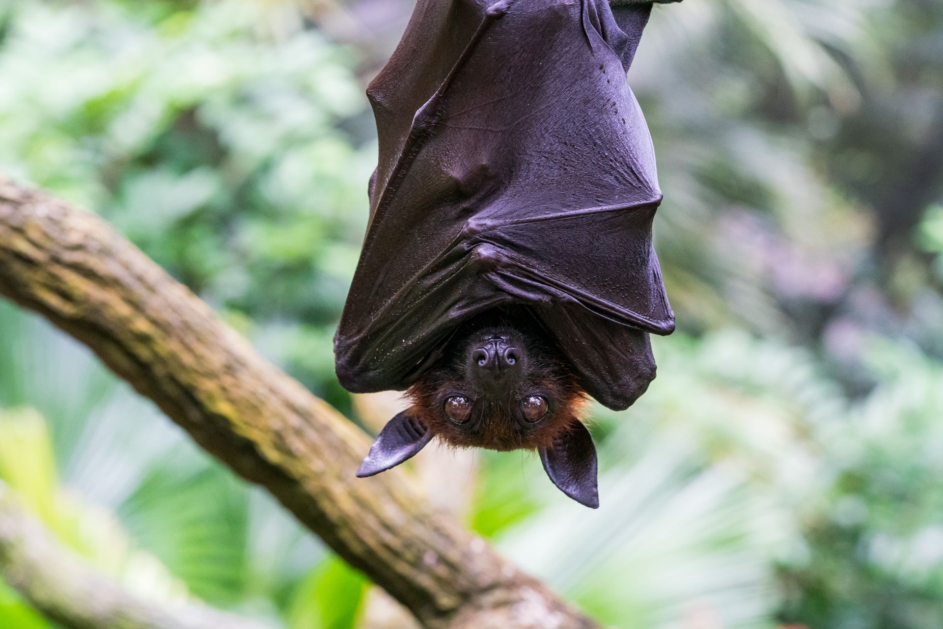 A bat is hanging upside down from a tree branch.