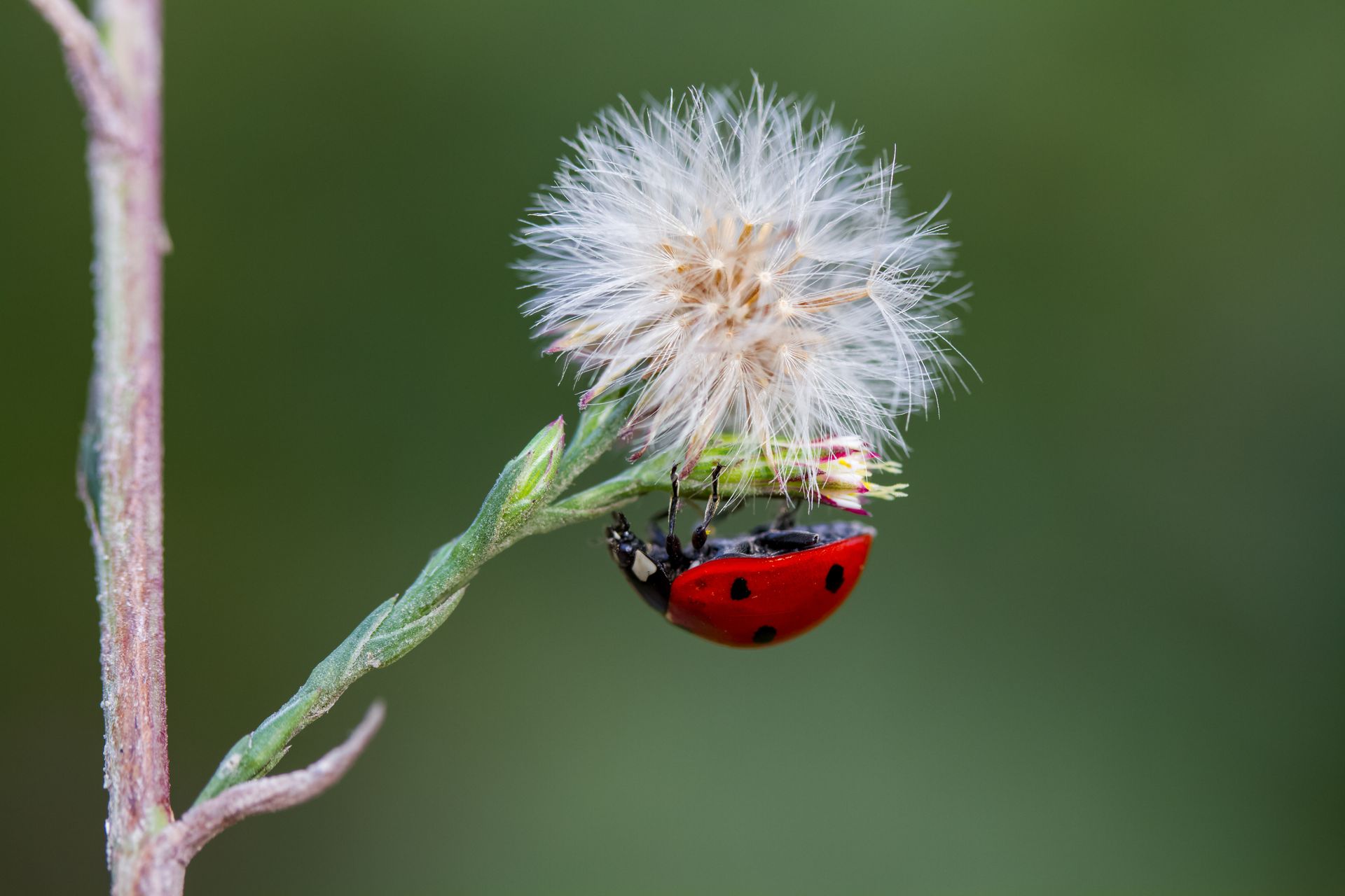 A Seven Spot Ladybug is sitting on a dandelion flower.