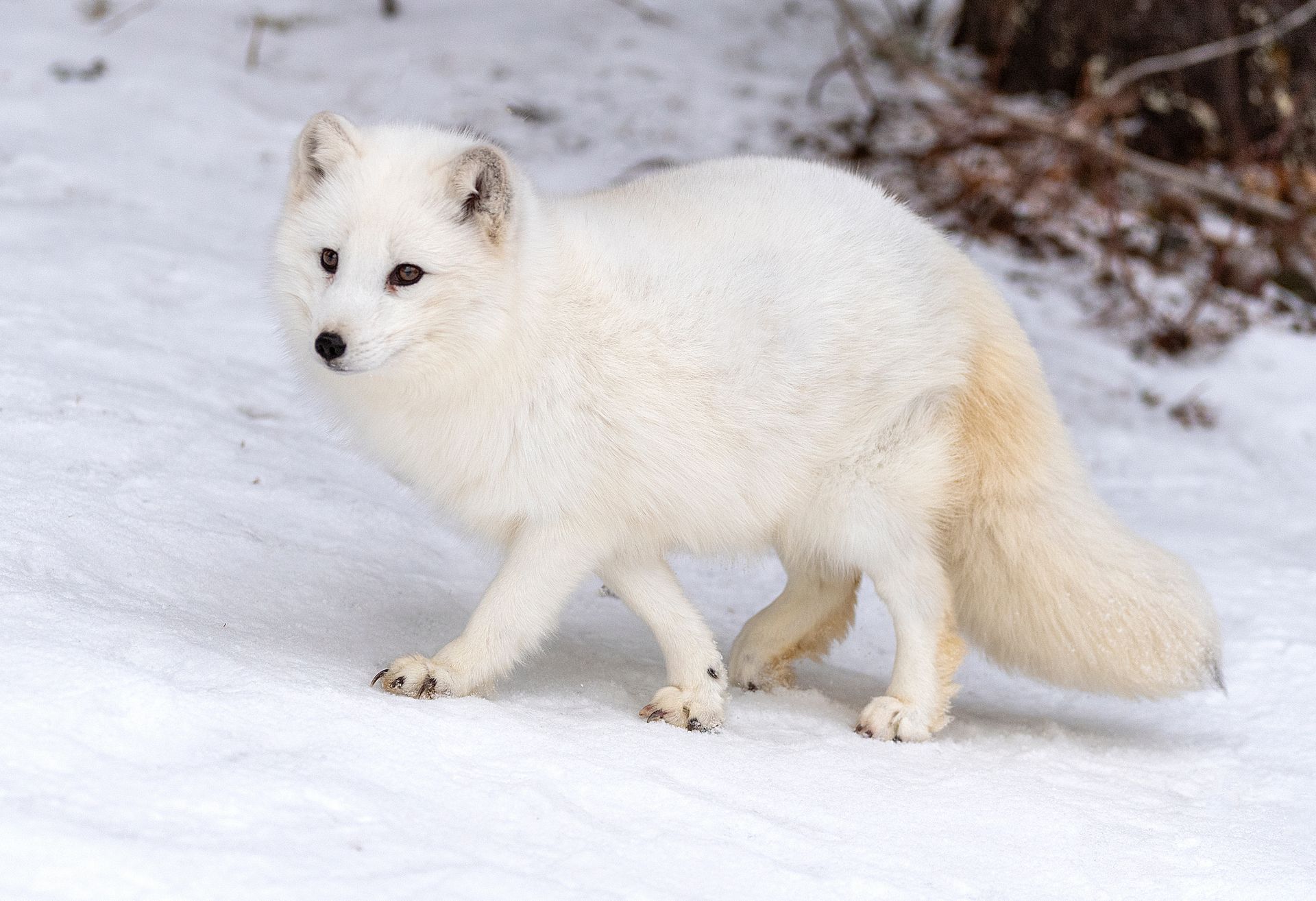 Arctic Fox