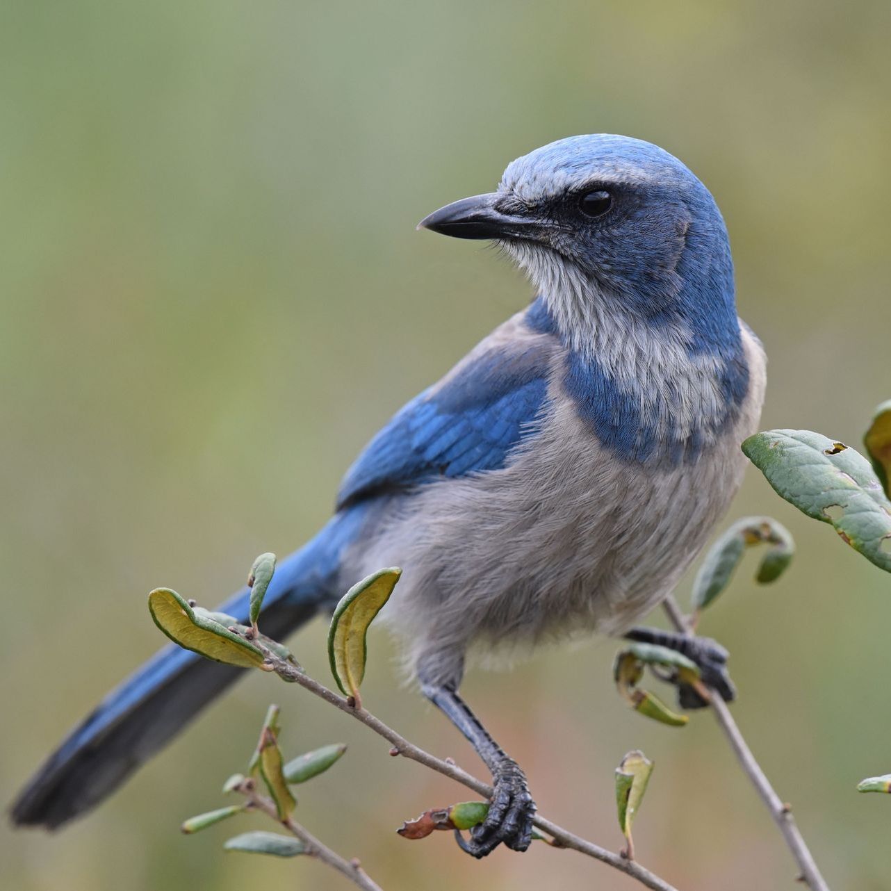 Florida Scrub Jay