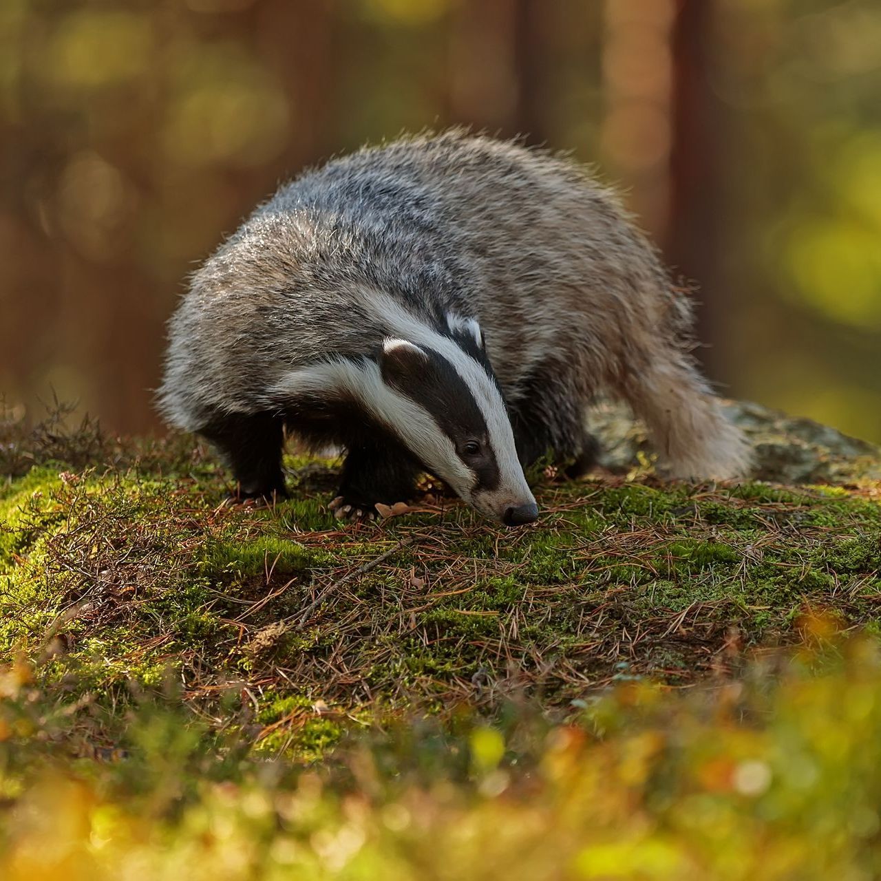 European Badger
