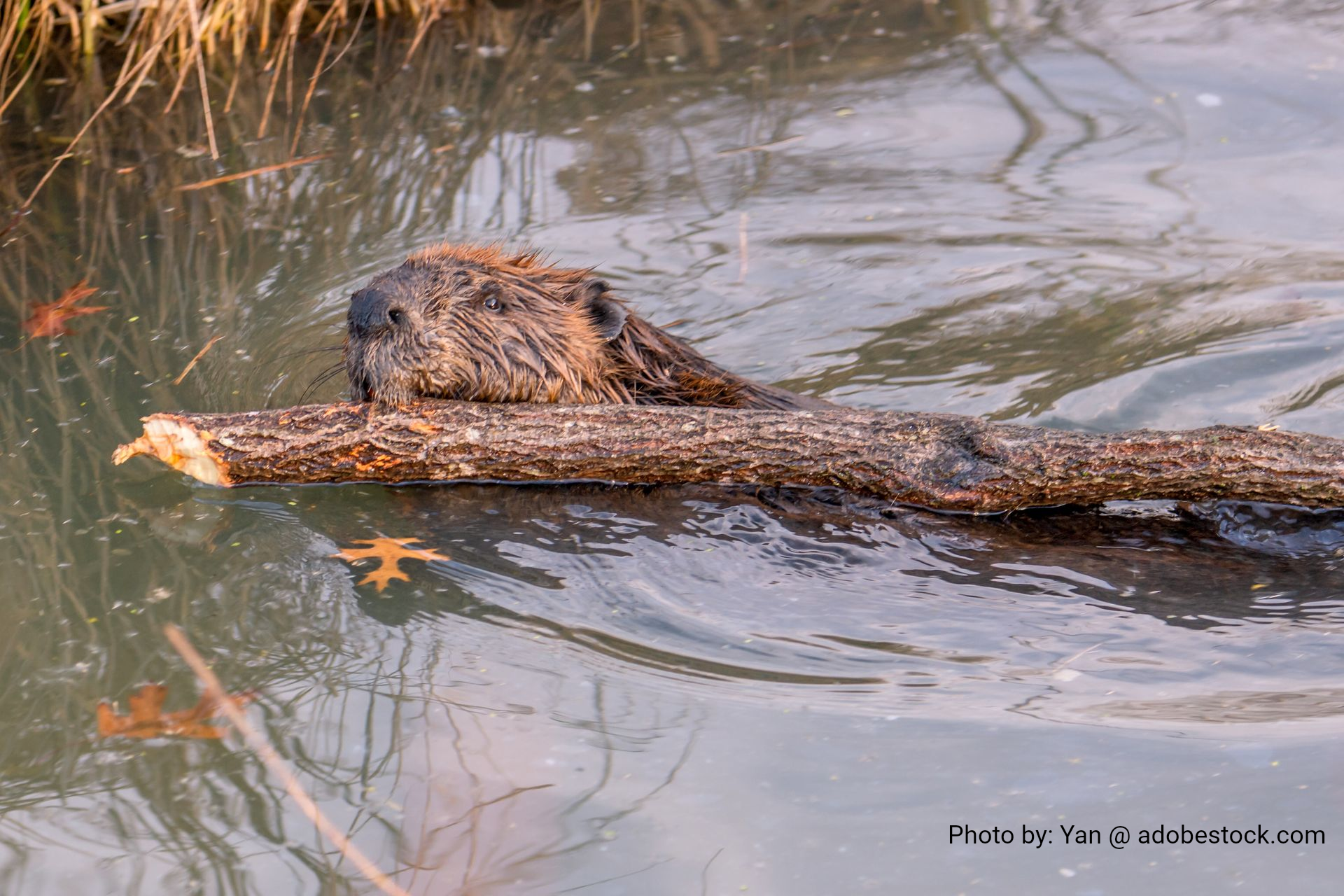 Beaver swimming in water, carrying a log. Brown fur, murky water.