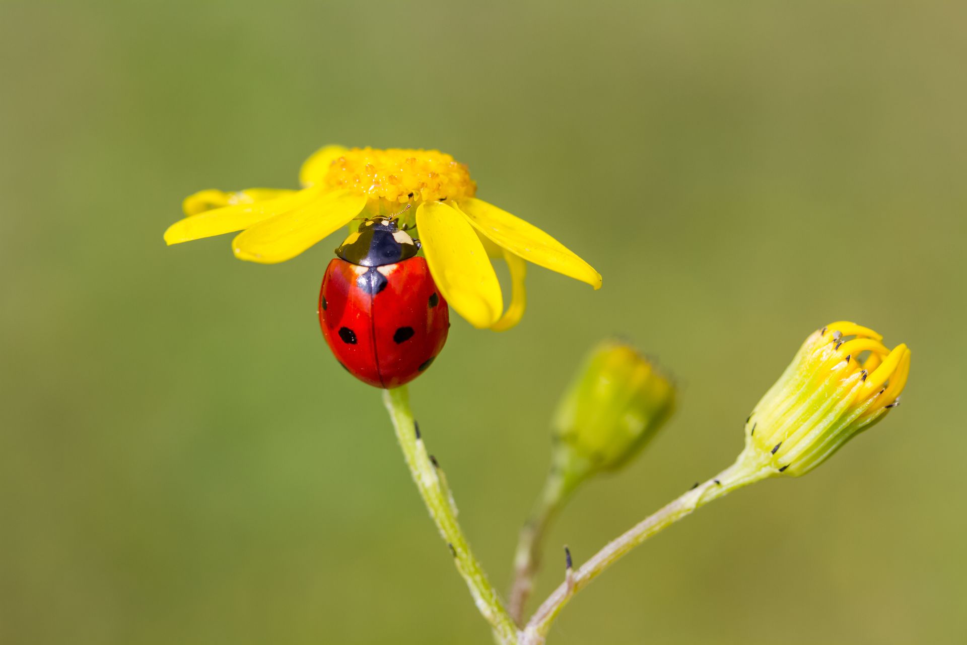 A ladybug is sitting on a yellow flower.