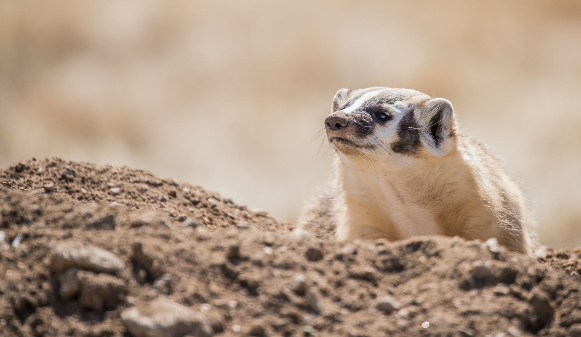 A badger is sitting on top of a pile of dirt.