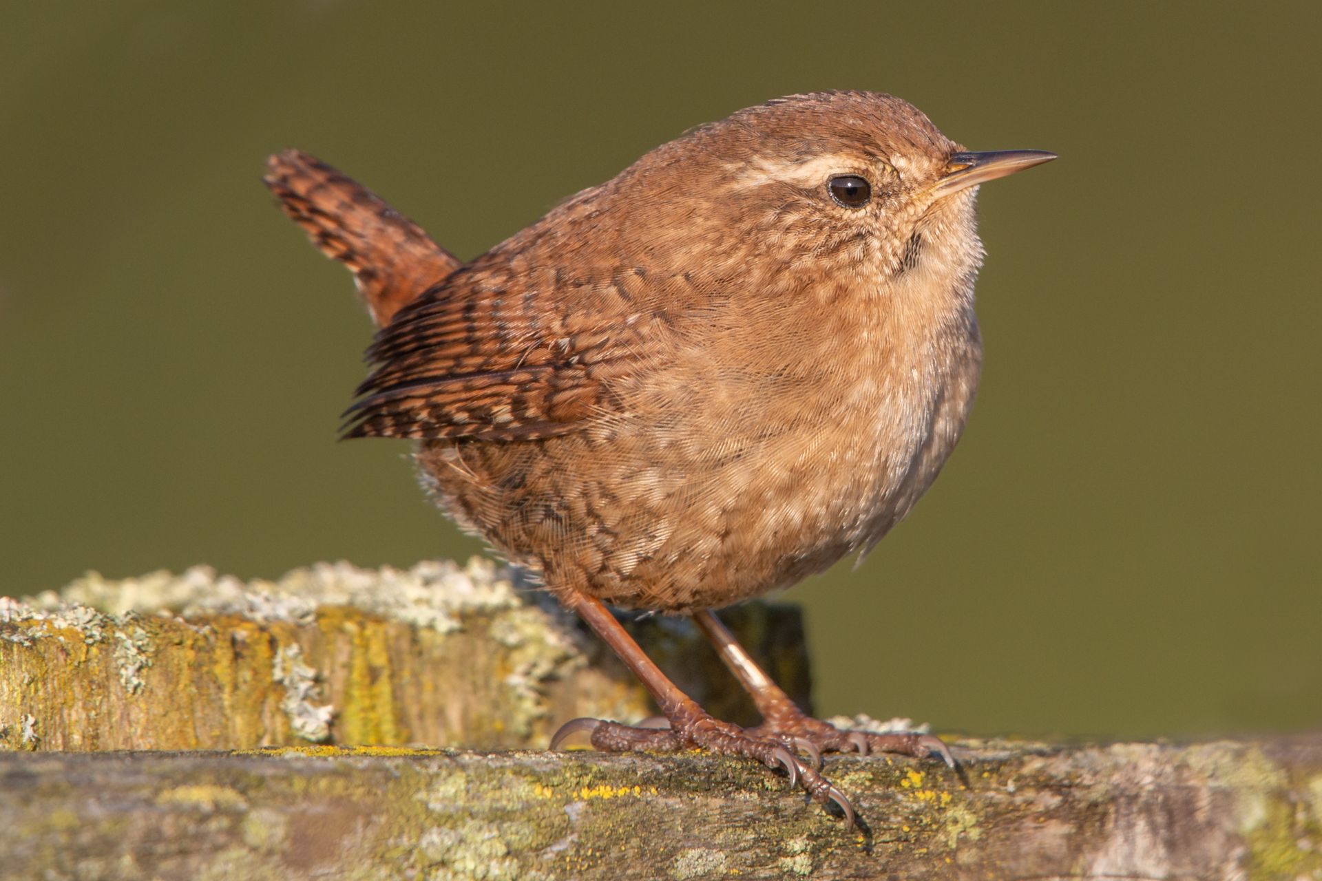 A small brown wren bird perched on top of a log.