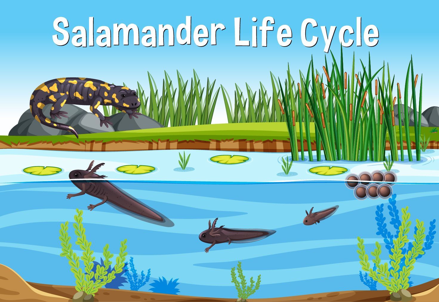 The life cycle of a salamander is shown in this illustration.
