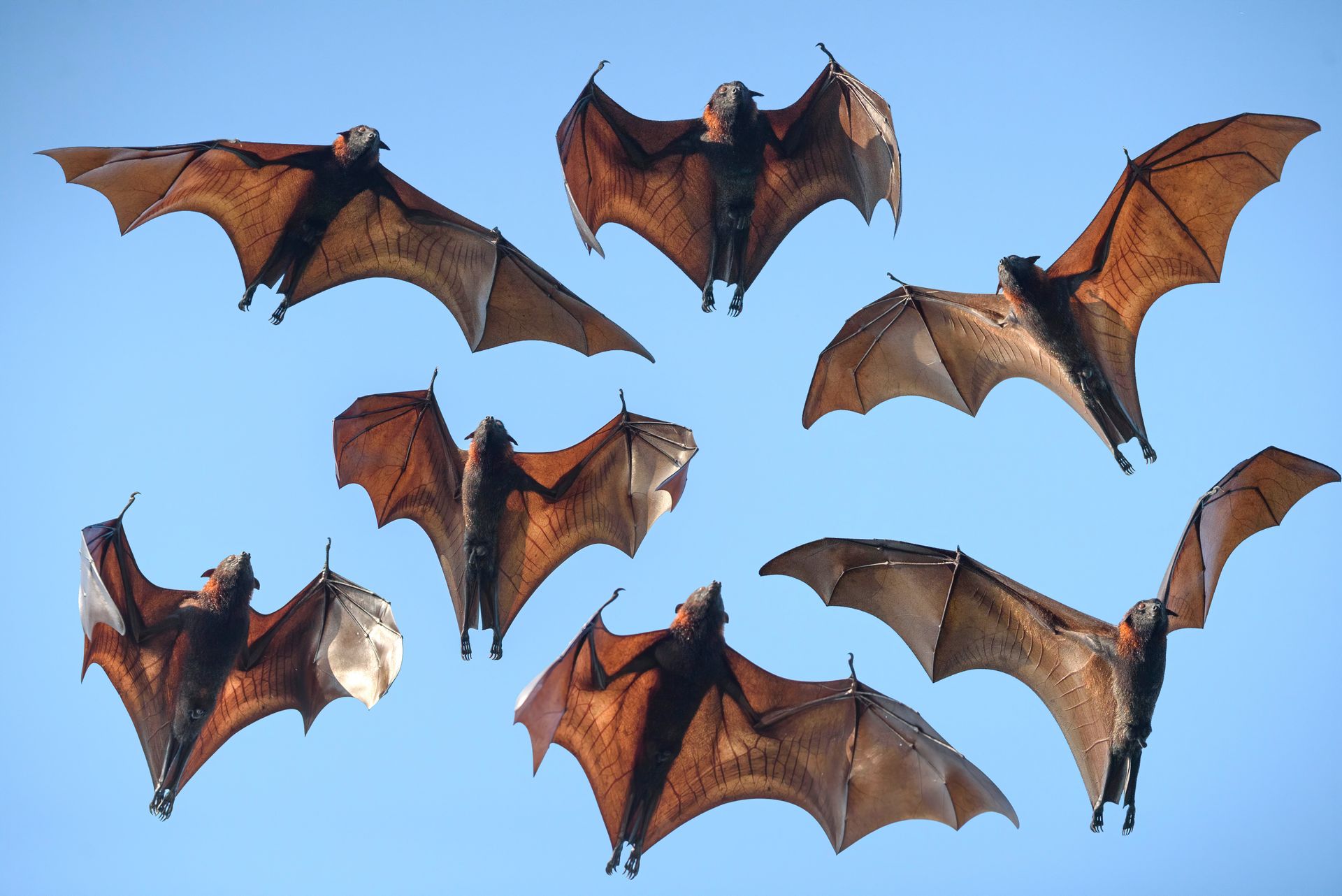 A group of bats are flying in a blue sky