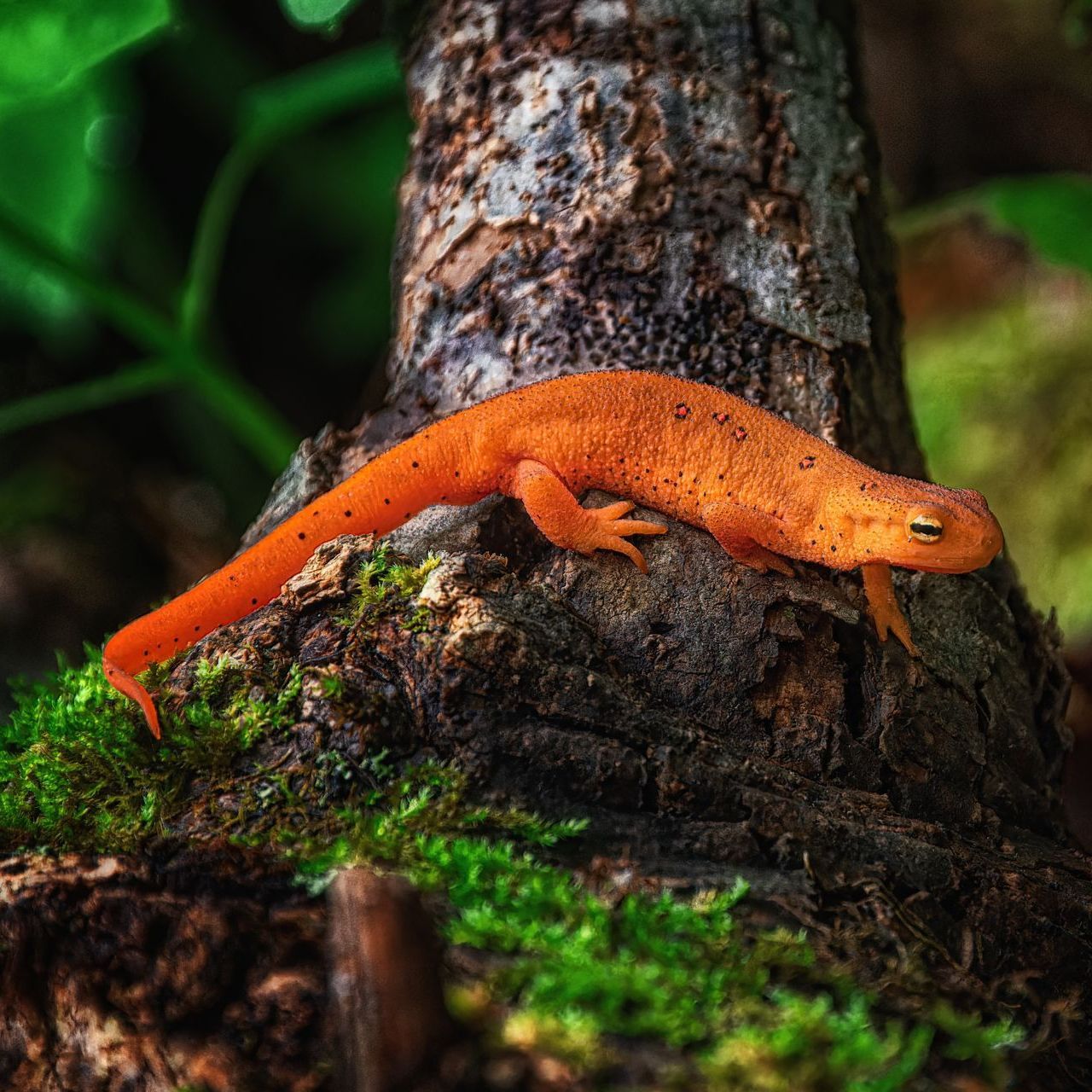 Eastern Newt