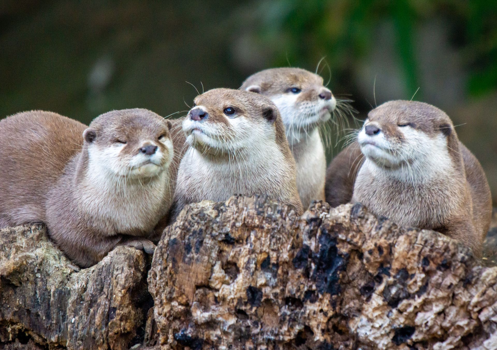 a group of otters sitting on top of a rock .