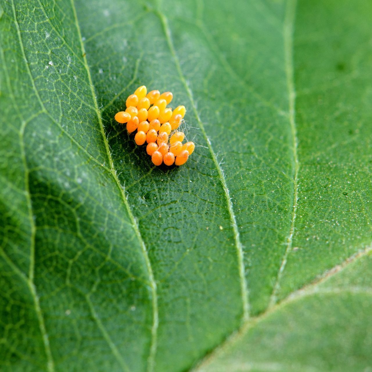 Ladybug Eggs
