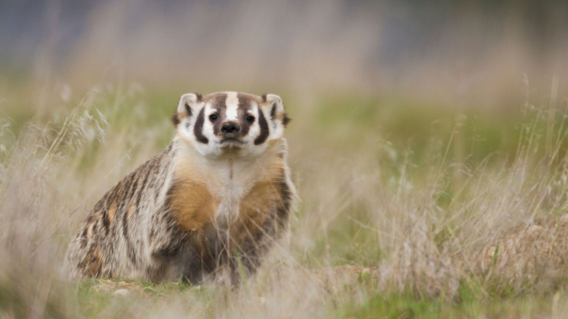 A badger is standing in a field of tall grass looking at the camera.