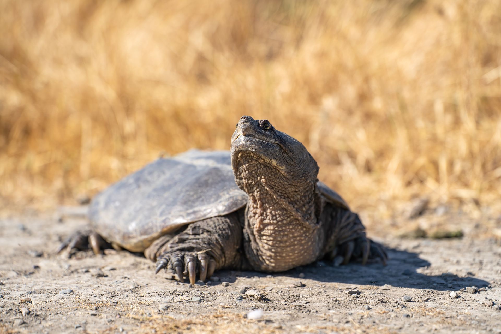 Common Snapping Turtle