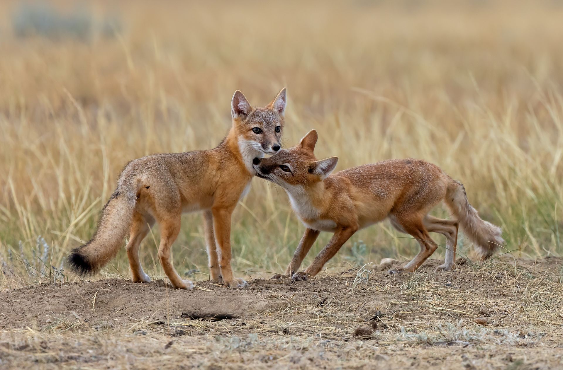 Swift Foxes