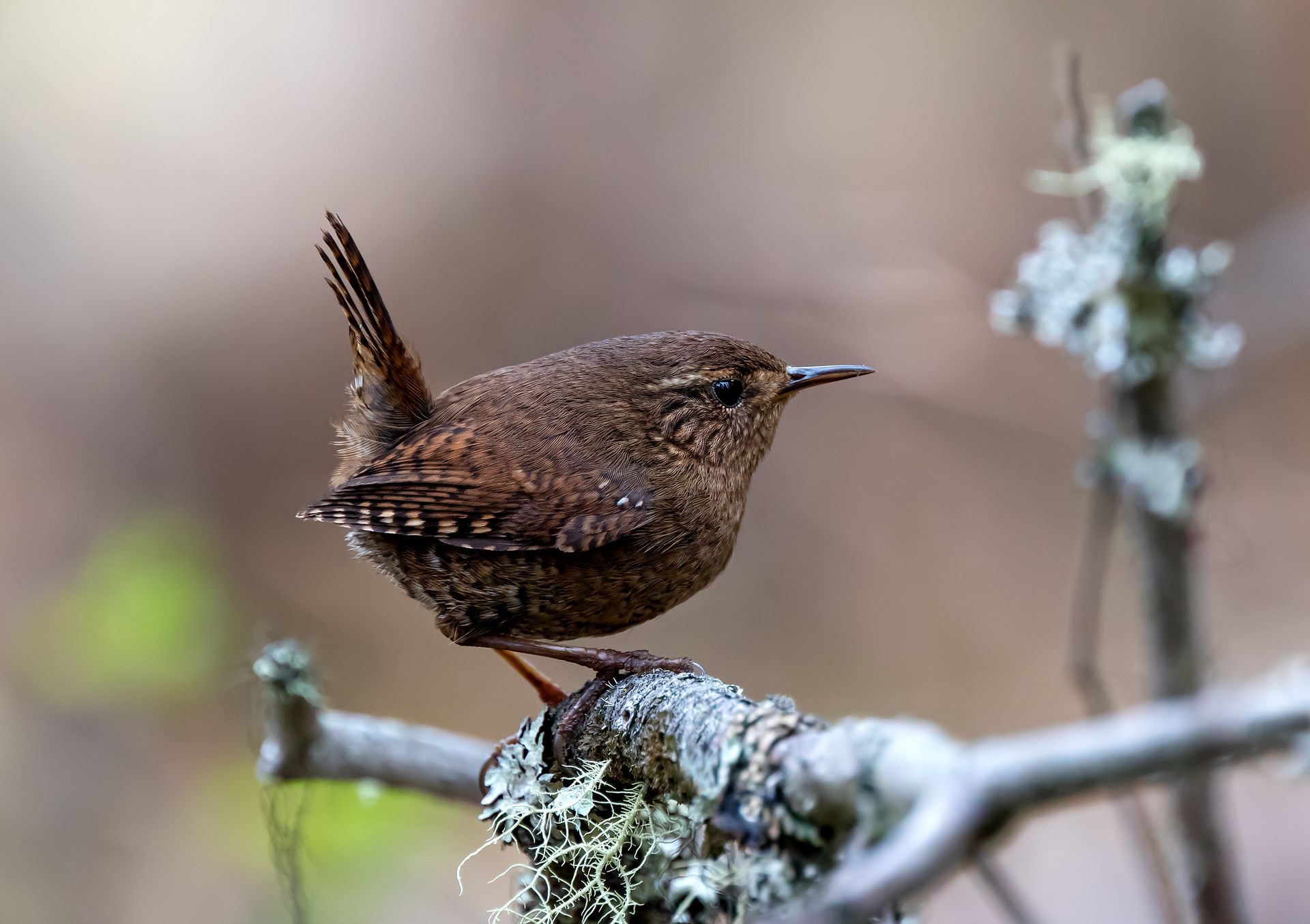 House Wren on a branch