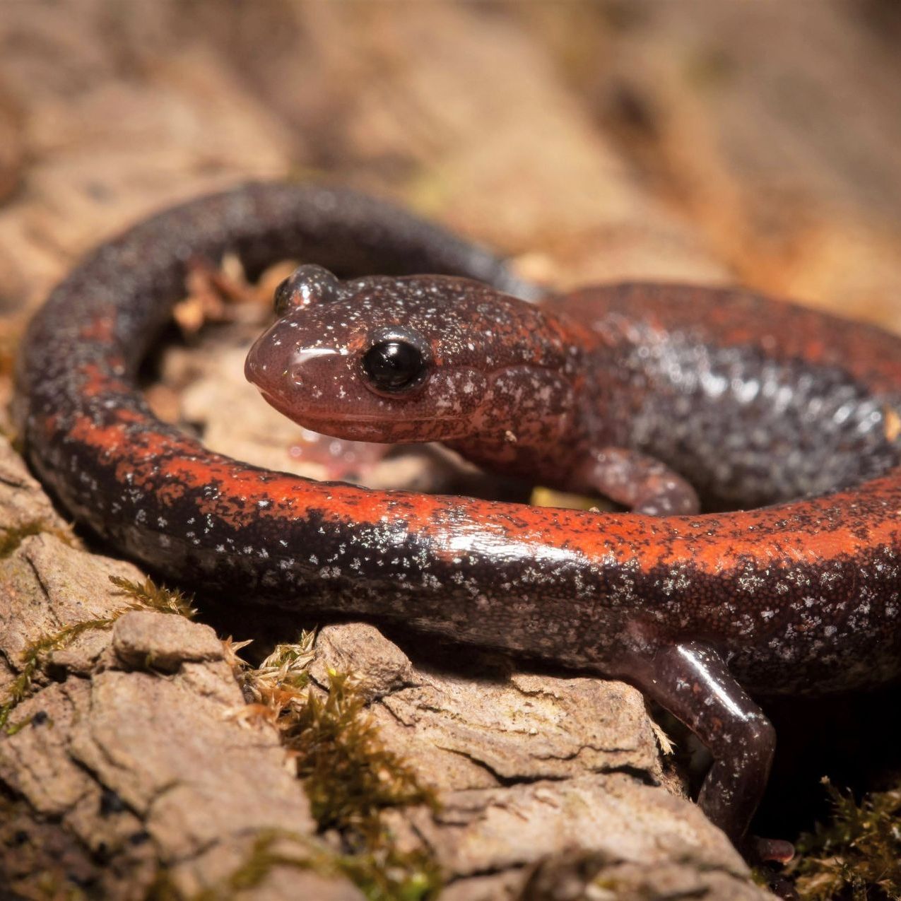 Eastern Red-Backed Salamander