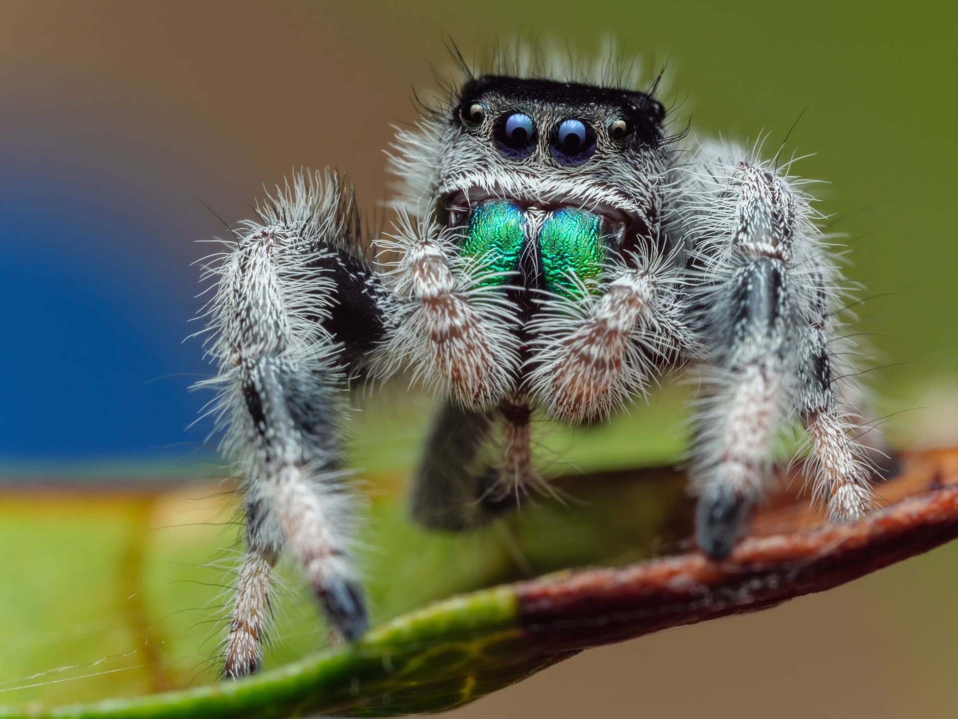 A close up of a jumping spider on a leaf.