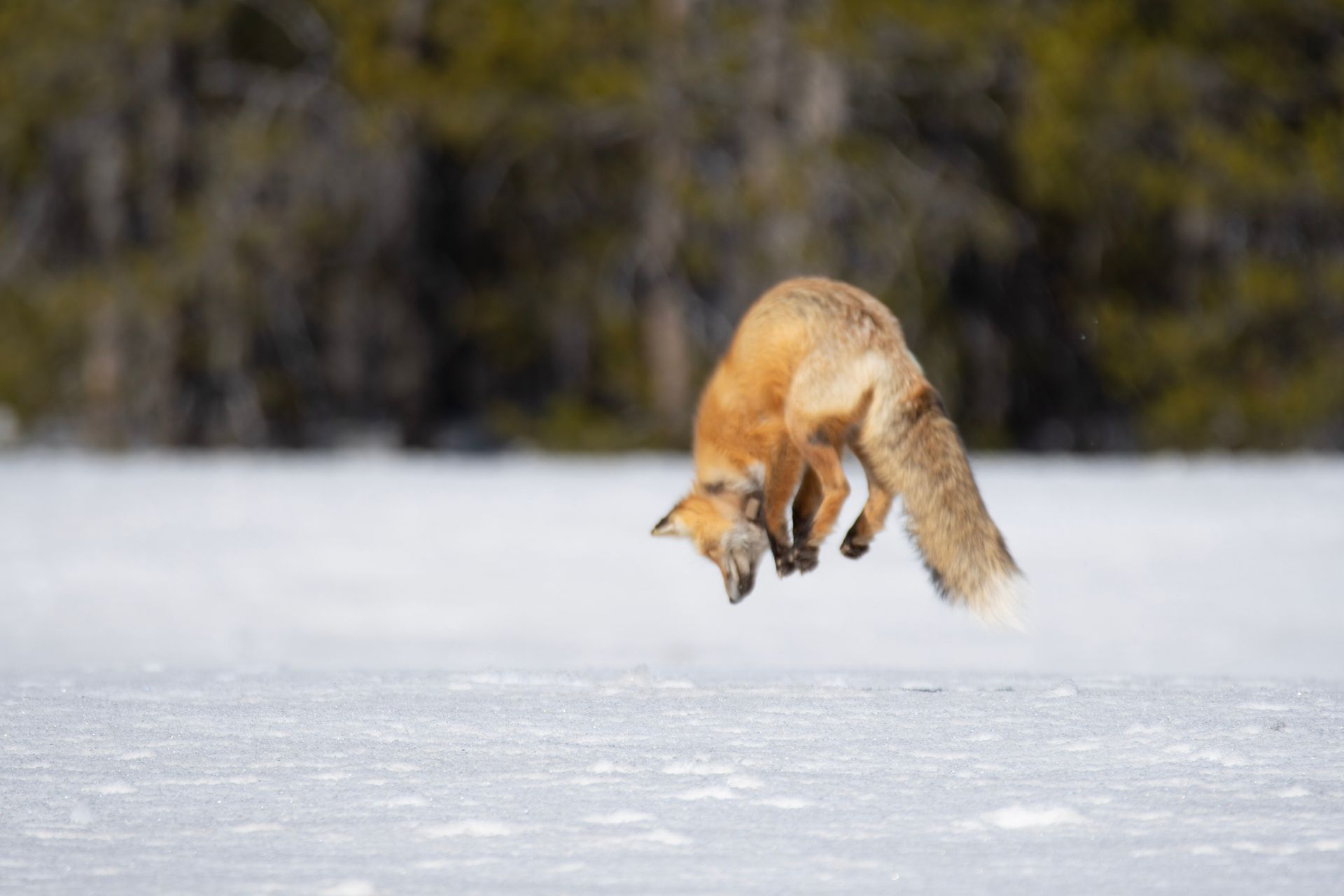 a fox is jumping in the air over a snowy field