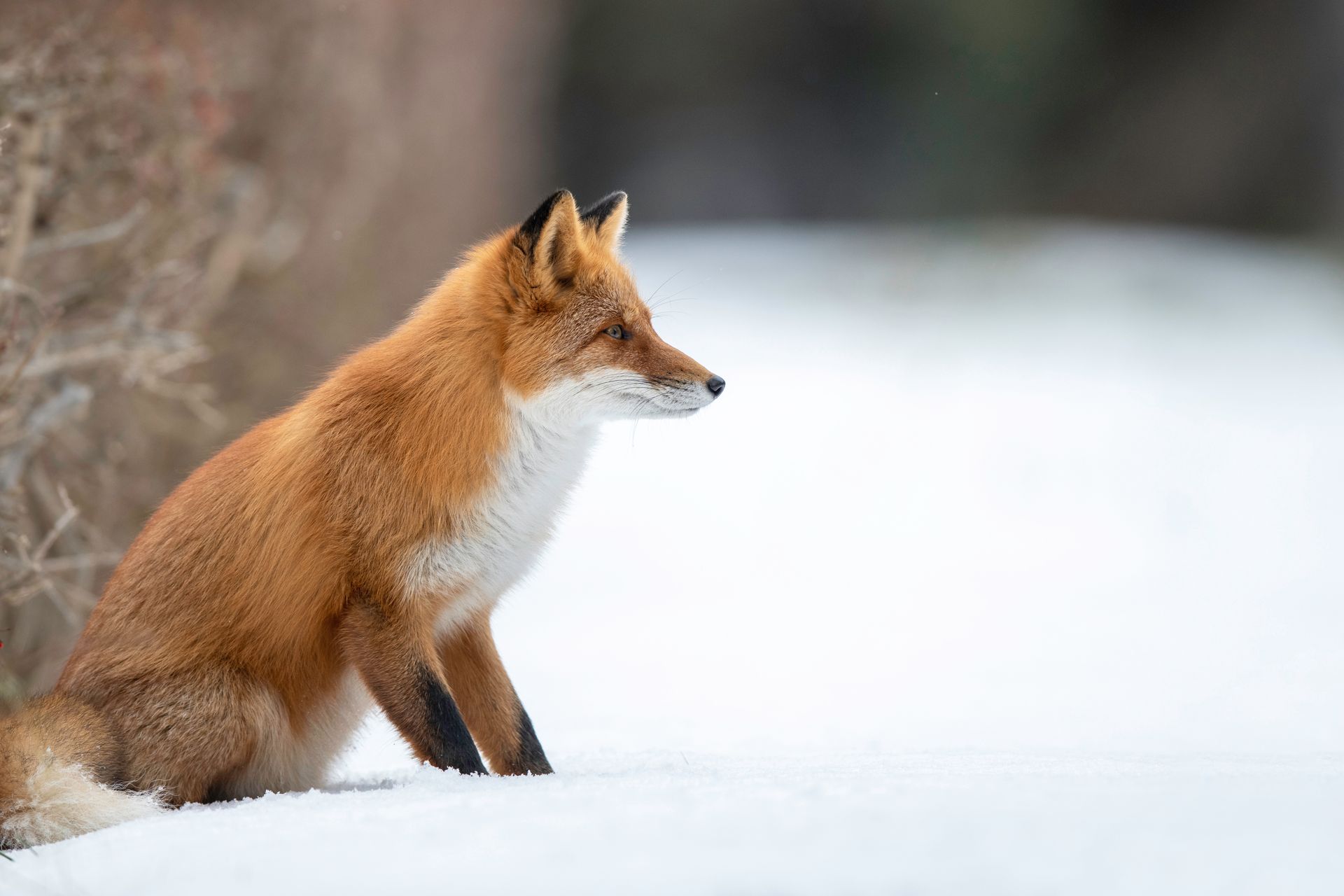 a red fox is sitting in the snow looking to the side