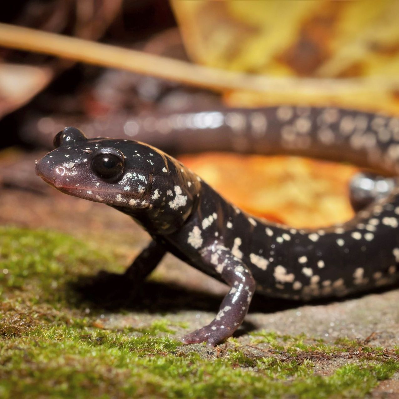 Slmy Salamander