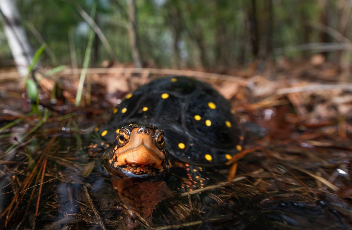 Spotted Turtle in the forest