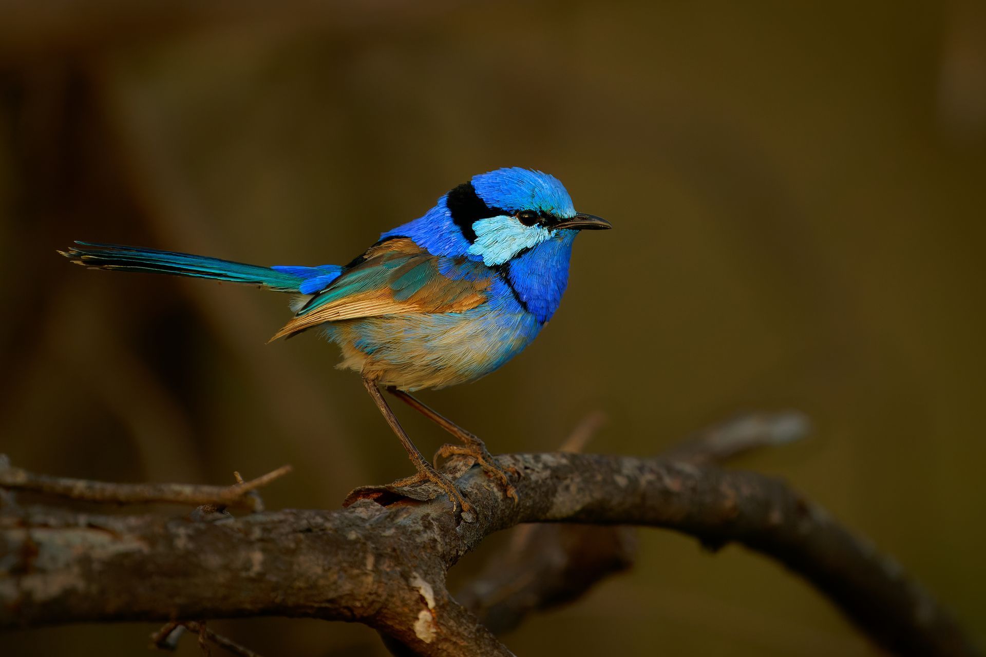 Fairy Wren on a branch