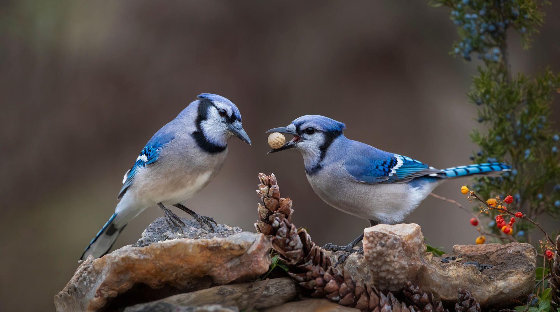 Two blue jays are standing next to each other on a rock.