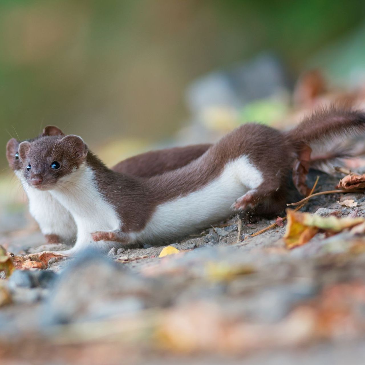 Short-Tailed Weasel