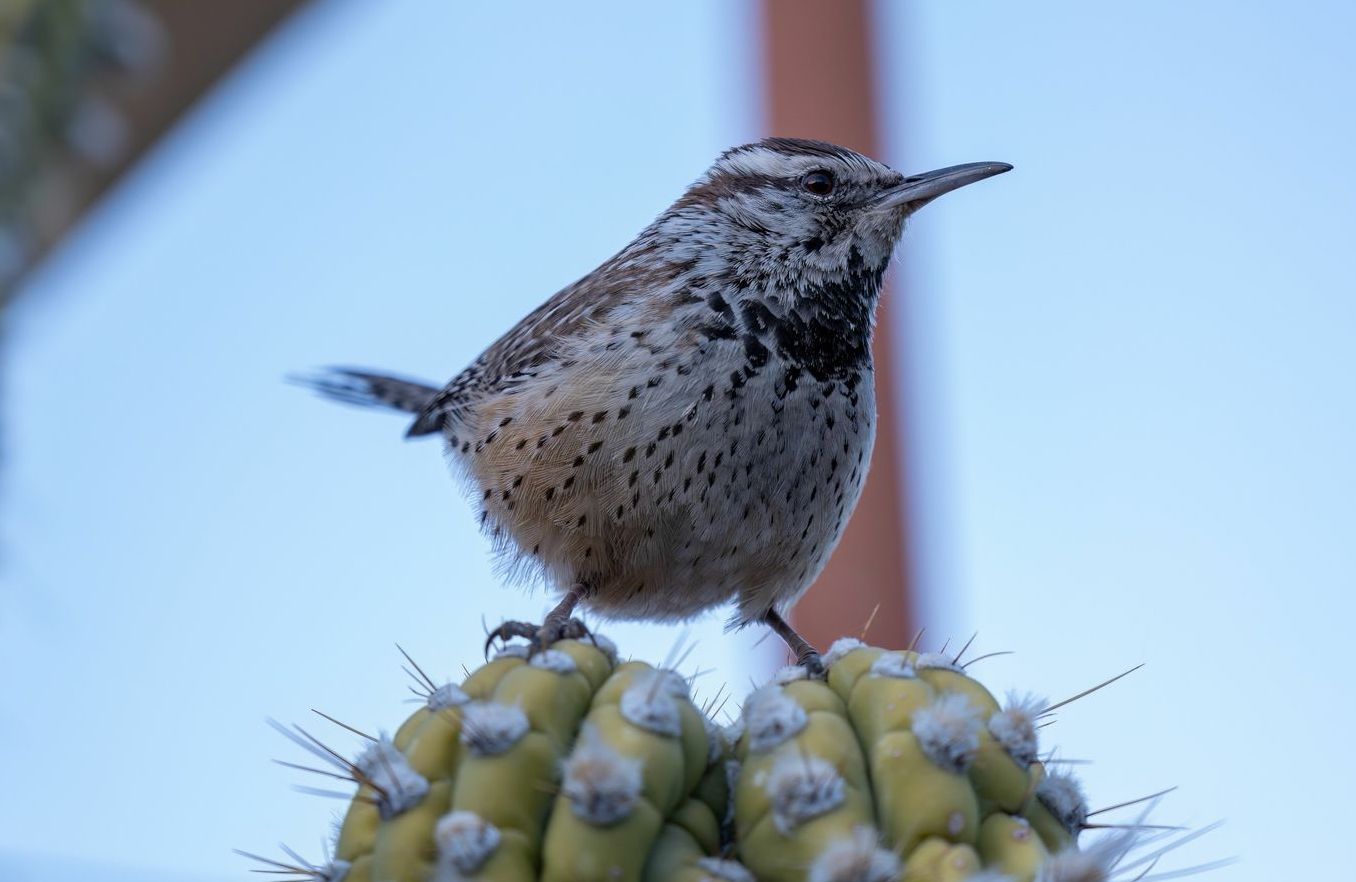 Catcus Wren in natural habitat