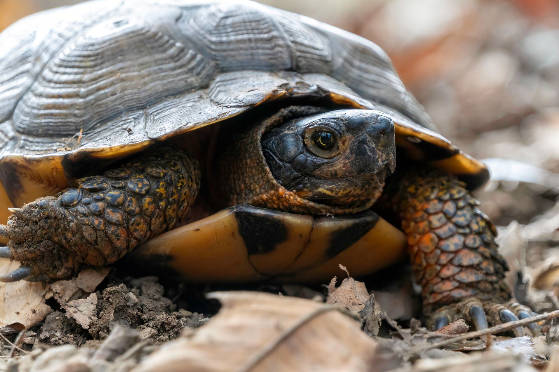 Wood Turtle on the forest floor