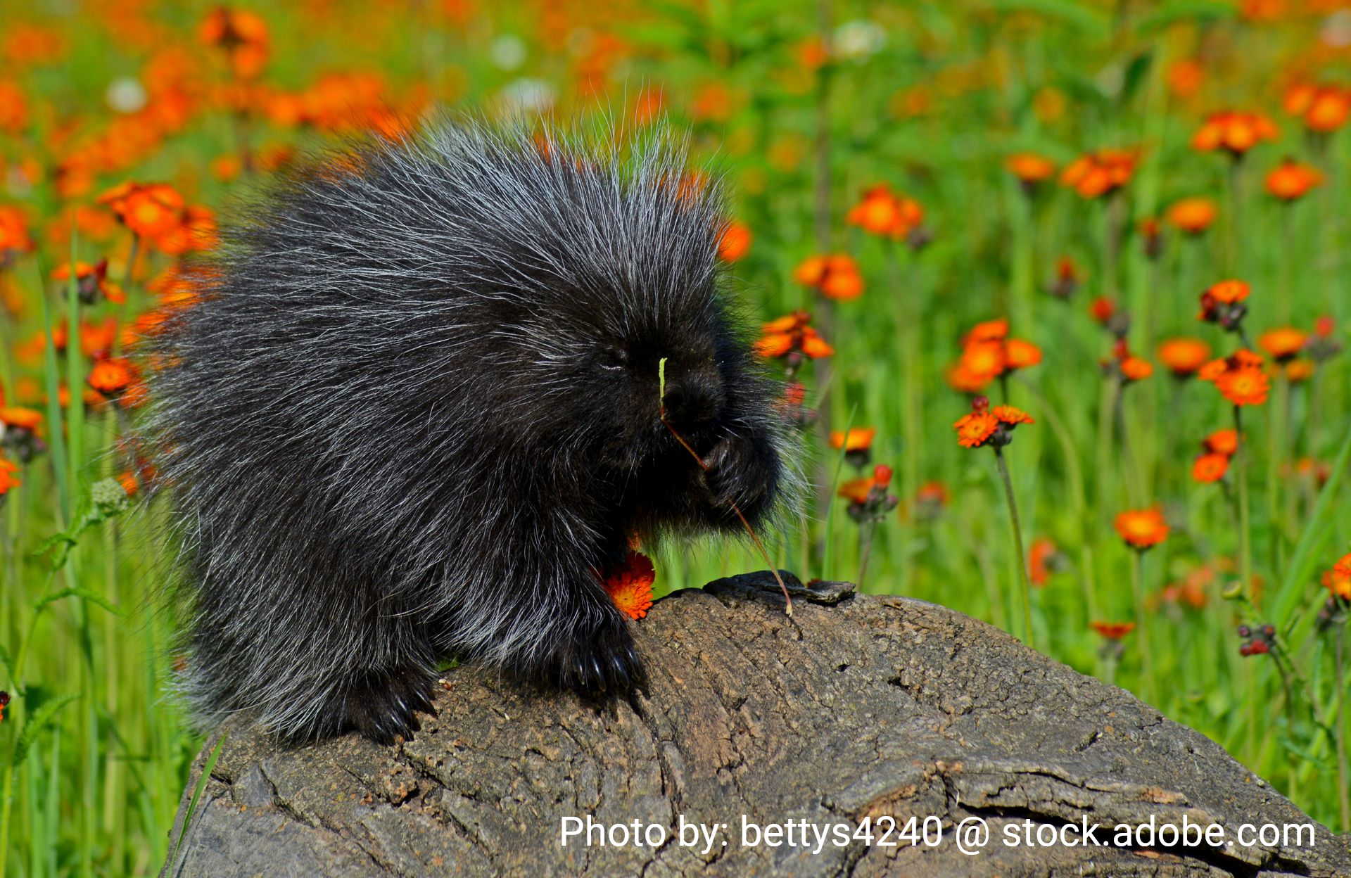 Black porcupine on a tree stump with orange flowers in the background.