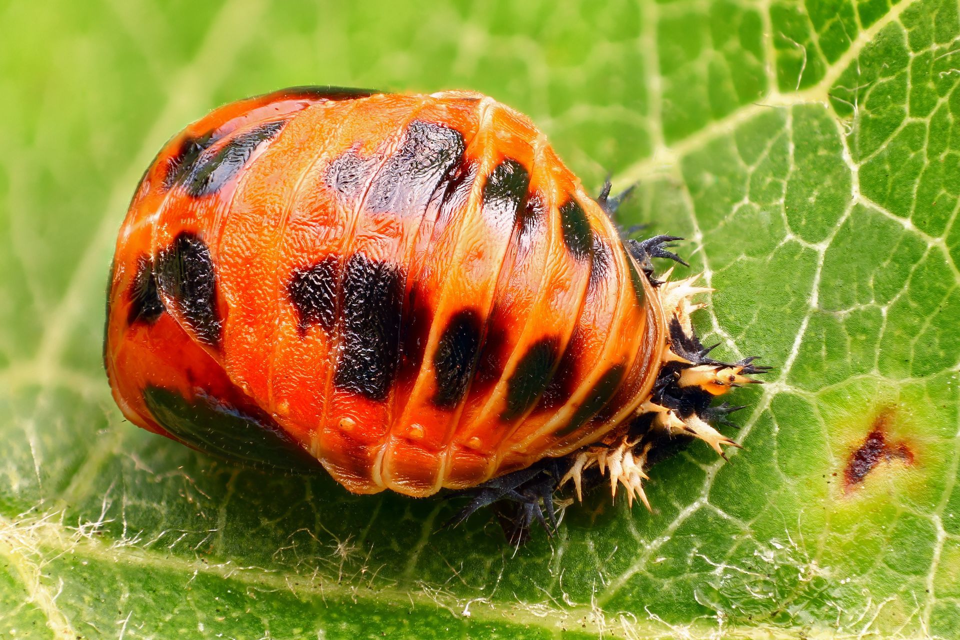 Ladybug Pupa