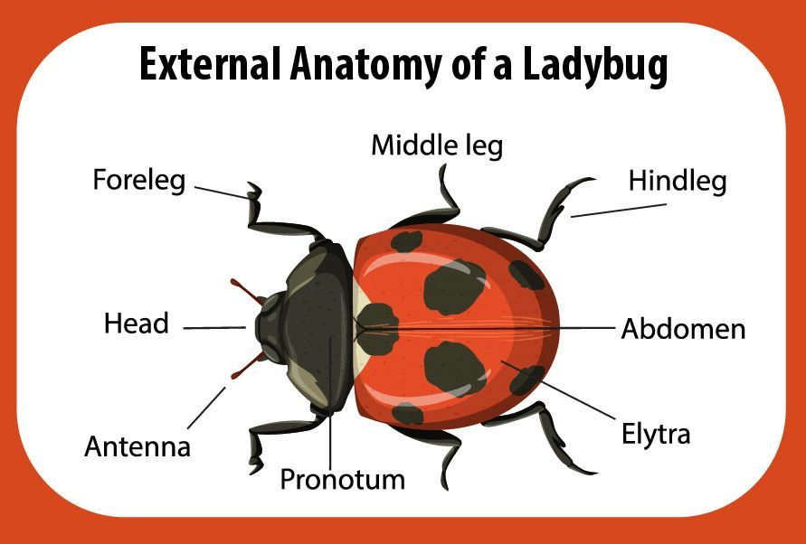 A diagram of the external anatomy of a ladybug