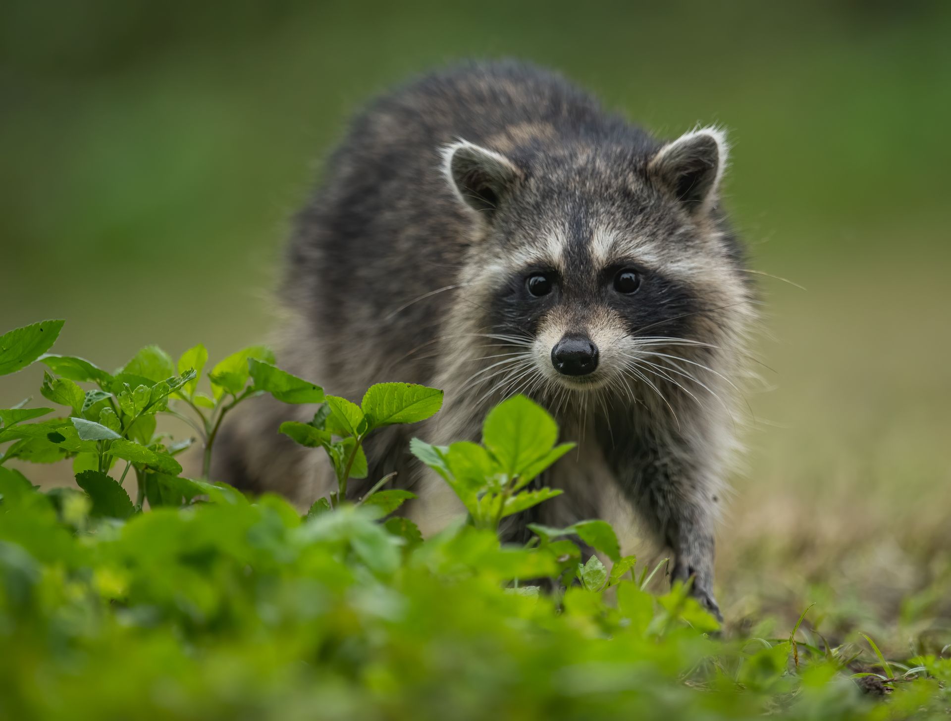 A raccoon is standing in the grass looking at the camera.