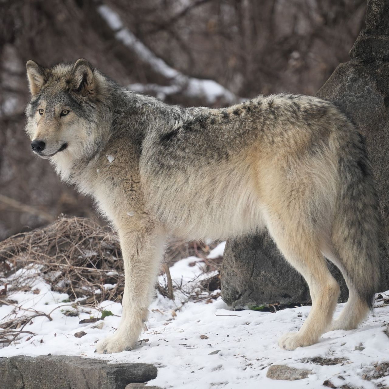 Gray Wolf Silas from the Wolf Conservation Center