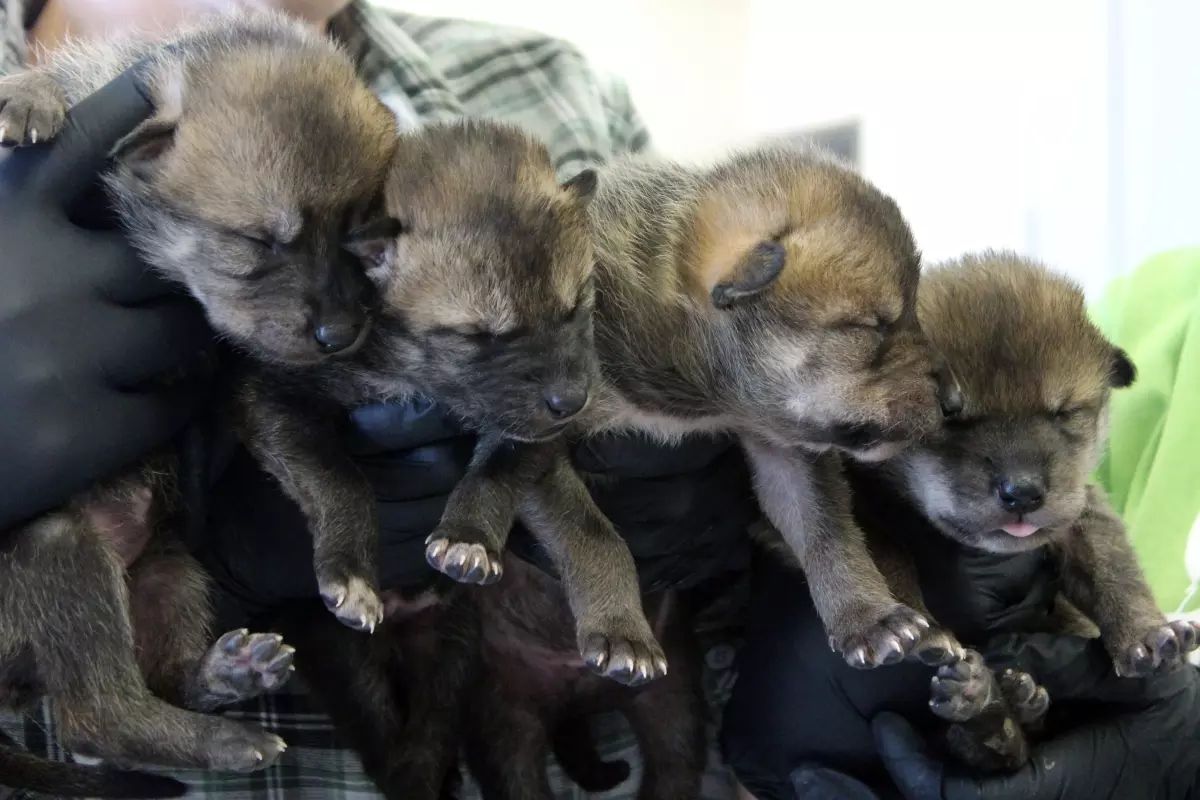 a person is holding four Mexican Grey wolf puppies in their hands.