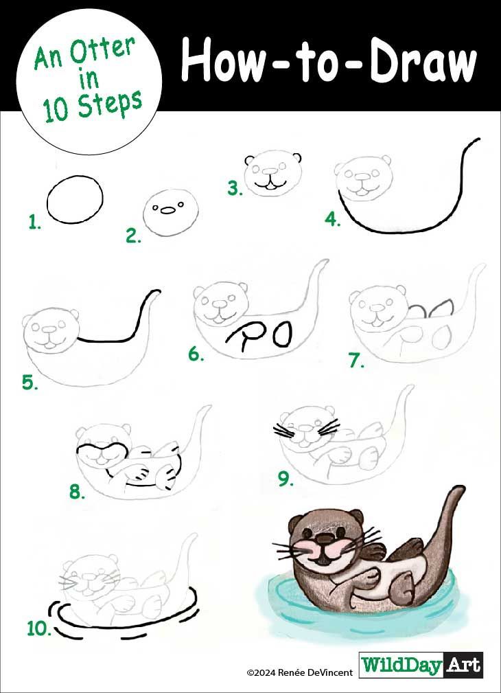How to Draw an Otter-10 Steps