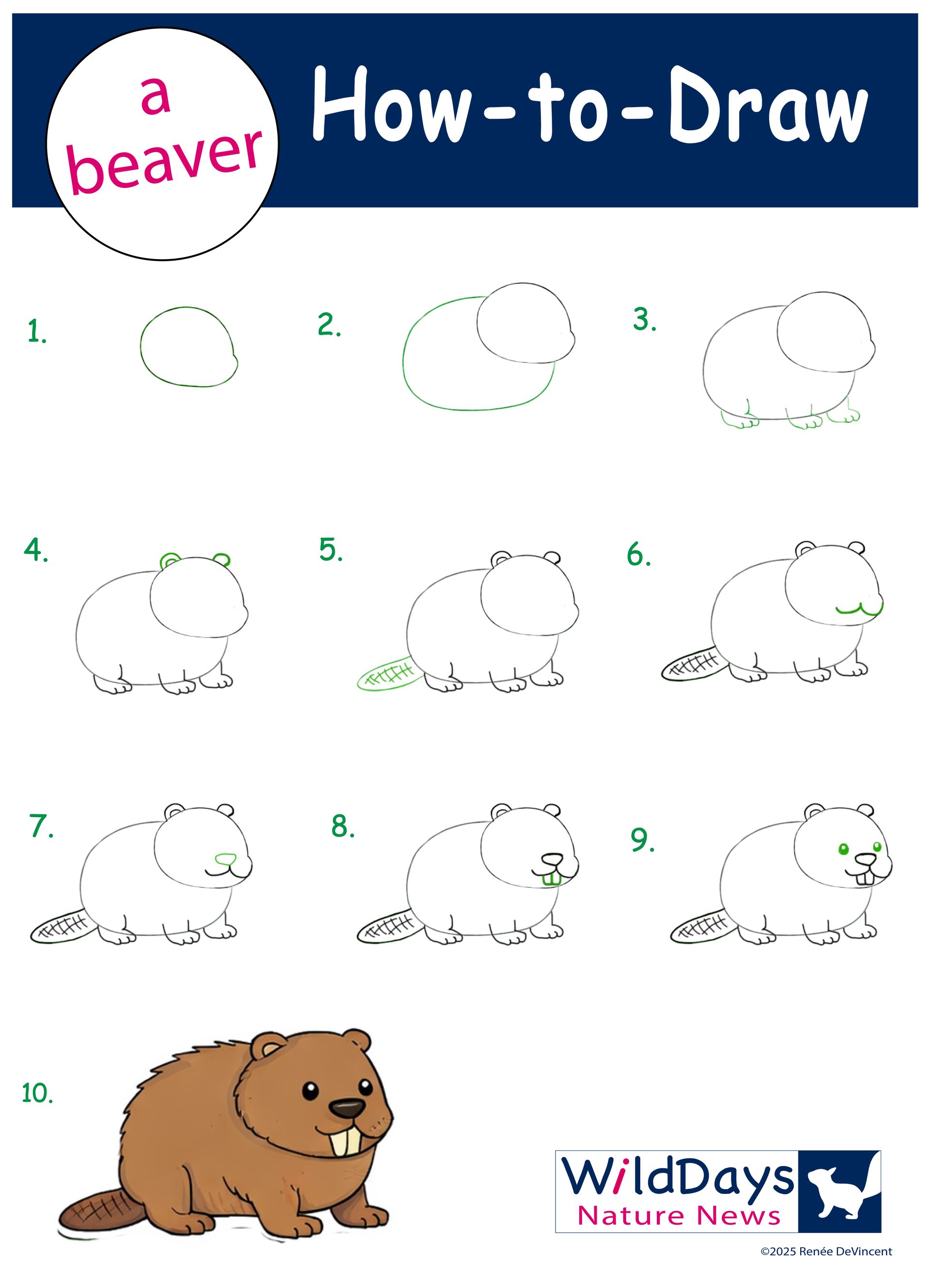 How to draw a beaver: steps 1-9 in pencil, step 10 in color, with a final beaver illustration.