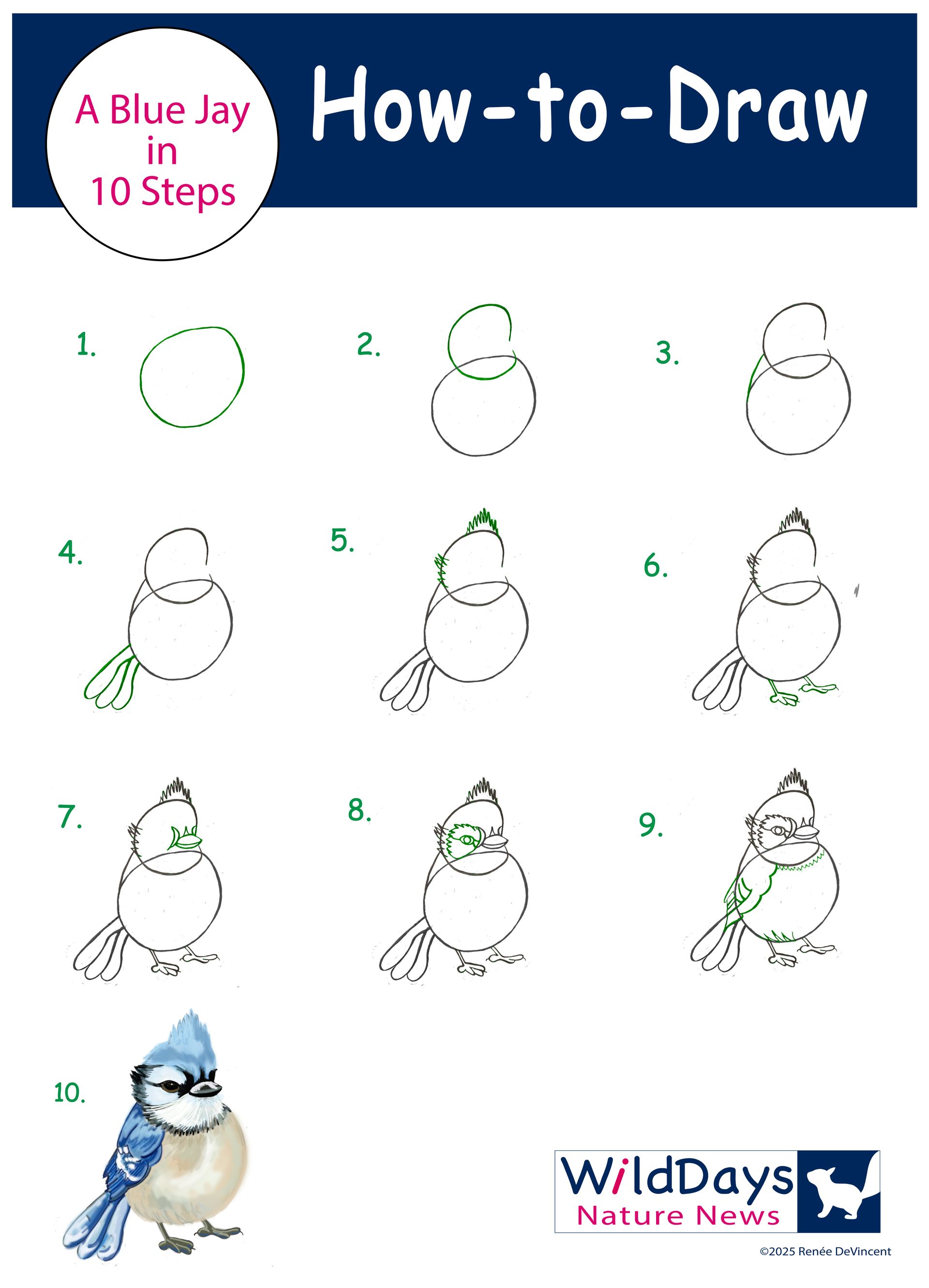 How to draw a blue jay in 10 steps
